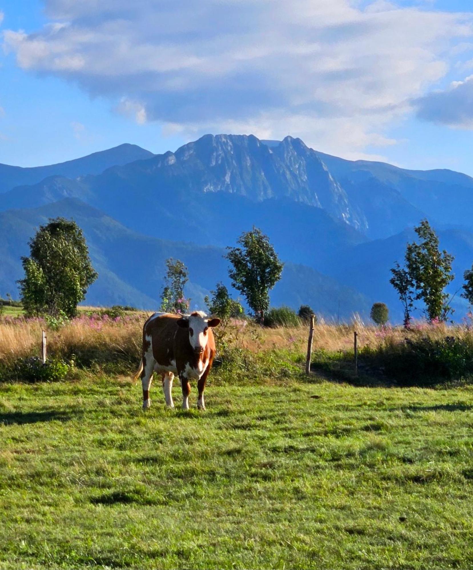 Góralska Chatka z Balią w Zakopanem Exterior foto