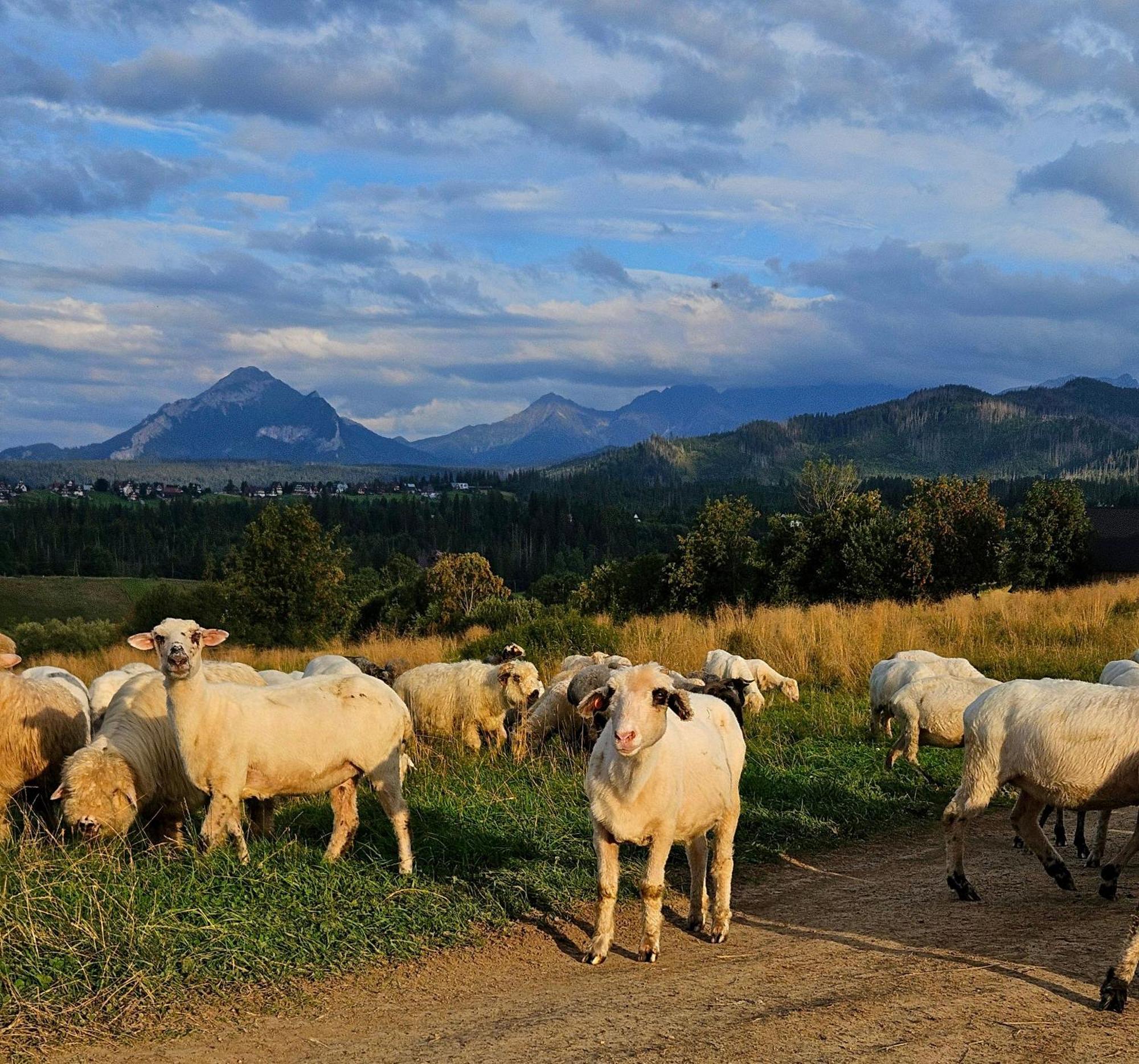 Góralska Chatka z Balią w Zakopanem Exterior foto