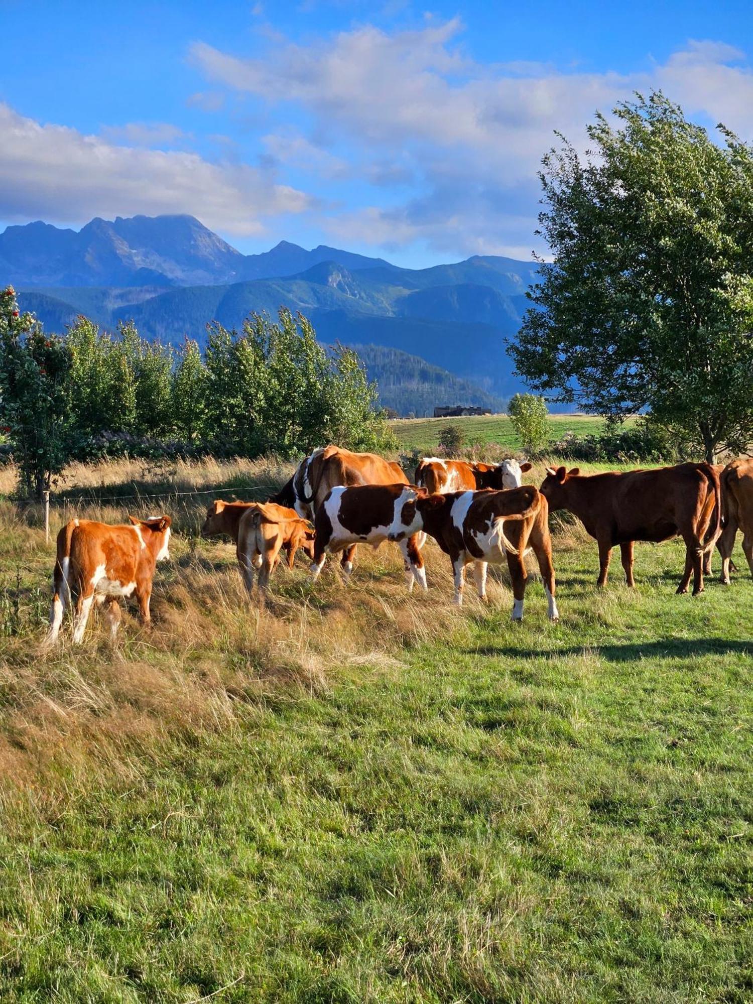 Góralska Chatka z Balią w Zakopanem Exterior foto